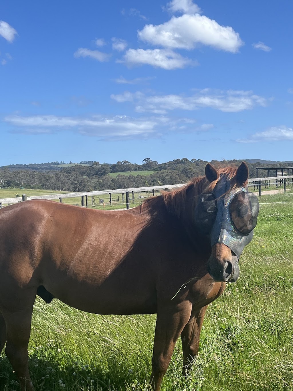 Briara Park Equestrian Centre | 235 Old Moorooduc Rd, Tuerong VIC 3915, Australia | Phone: 0493 966 522
