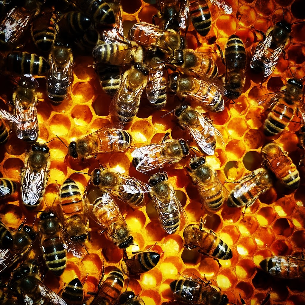 Wild Hives Honey | 13148 Tasman Hwy, Swansea TAS 7190, Australia | Phone: 0459 393 695
