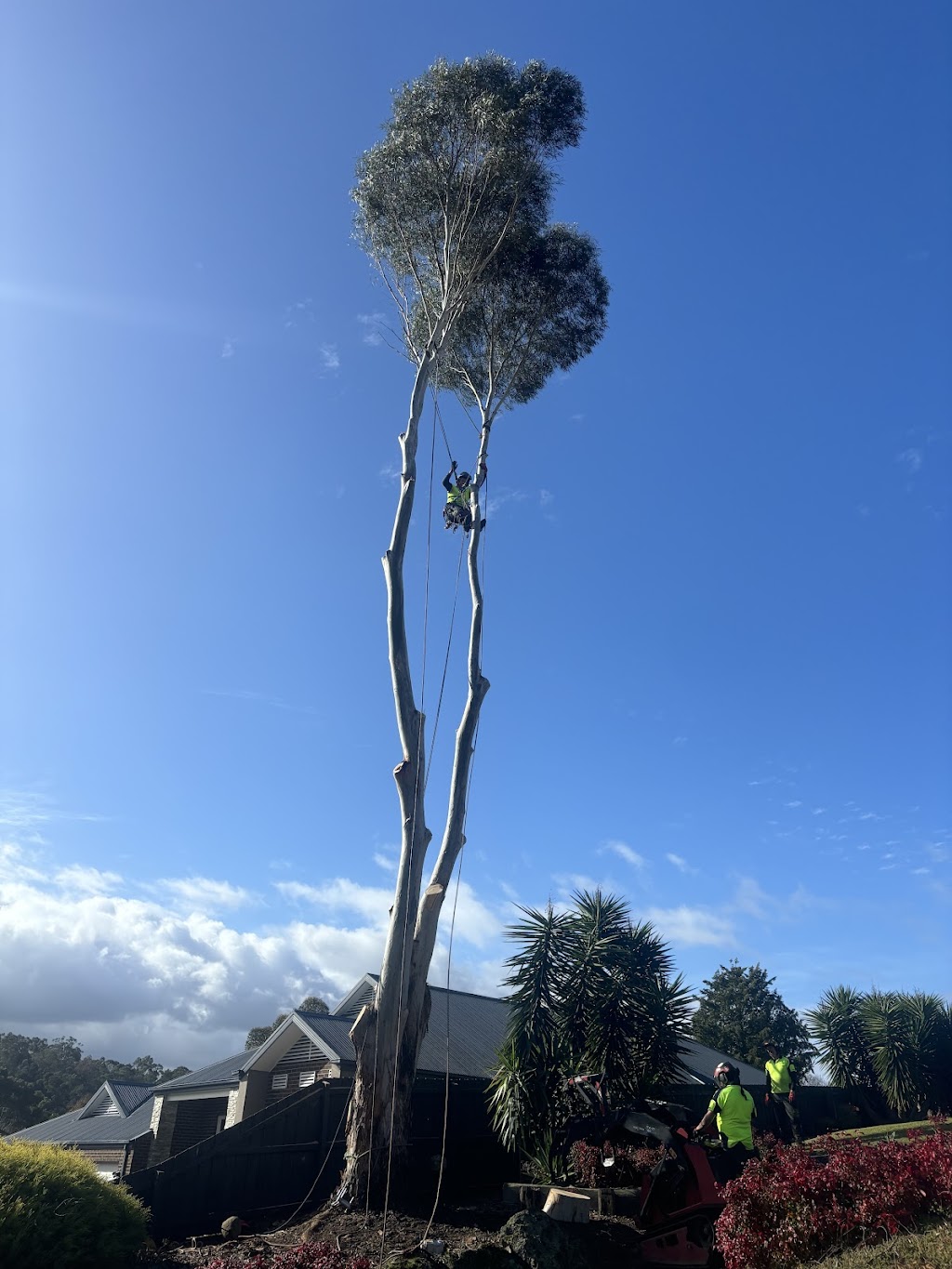 Davidson’s Tree Services | 22 Tynong Rd, Tynong VIC 3813, Australia | Phone: 0401 530 073