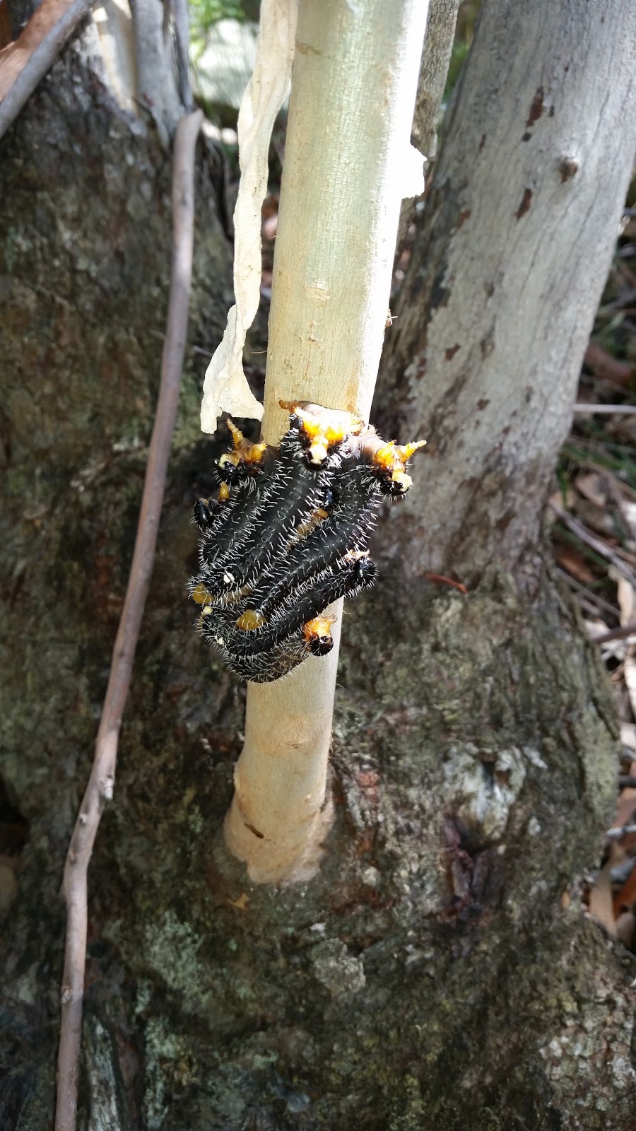 Yadboro State Forest | Yadboro NSW 2539, Australia