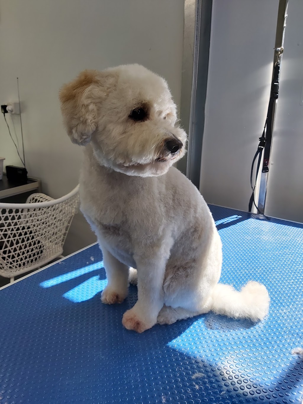 Dandy Dogs Grooming Service | 6 Peter Kent Dr, Somerville VIC 3912, Australia | Phone: 0413 575 442