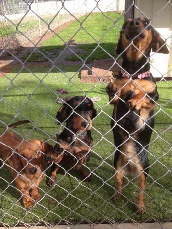 DREWSDALE BOARDING KENNELS | 85 St Andrews Dr, Lara VIC 3212, Australia | Phone: 0417 128 651