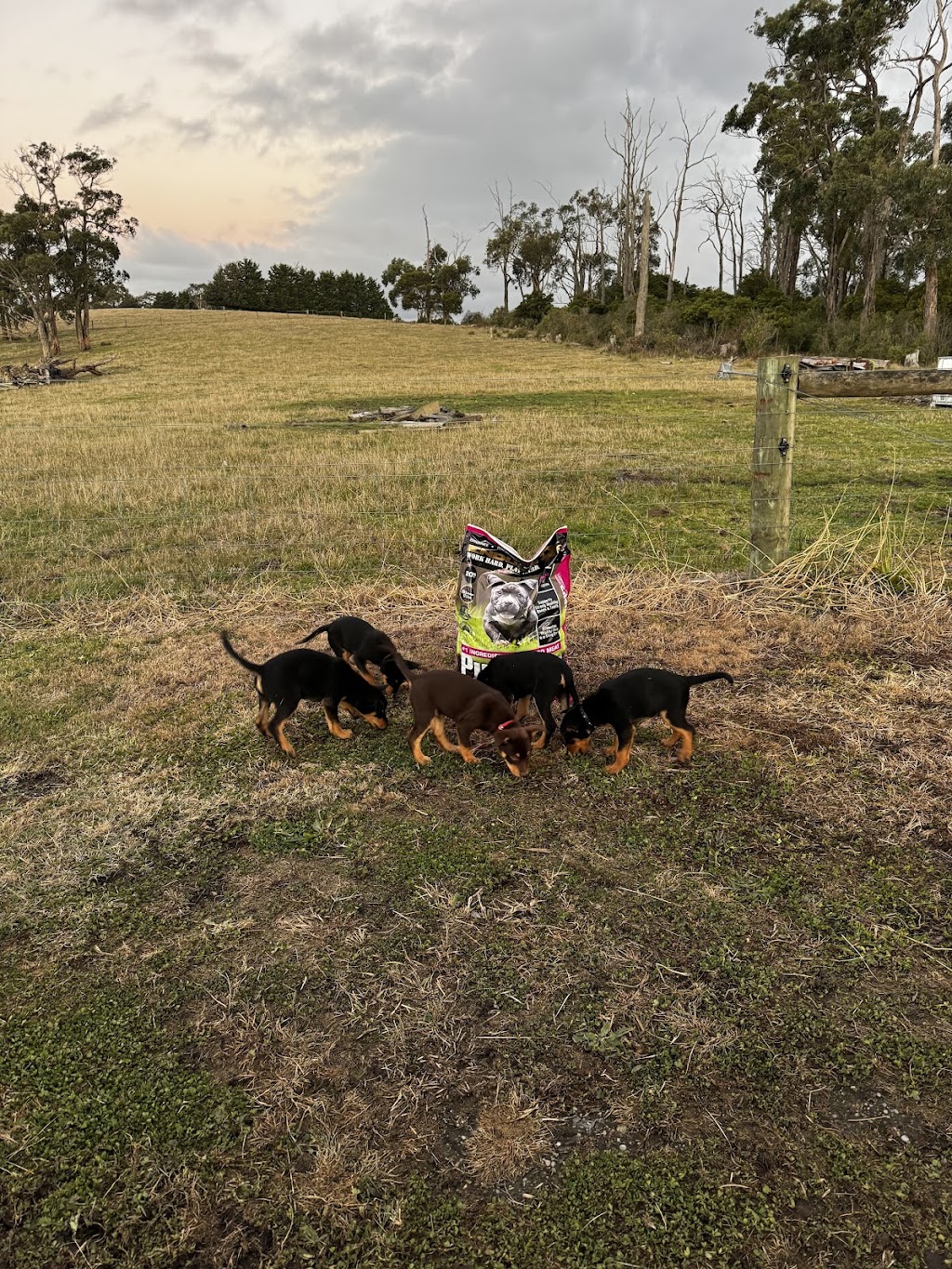 Tarwin.Valley.Kelpies | 500 Meeniyan-Mirboo N Rd, Dumbalk VIC 3956, Australia | Phone: 0439 398 277