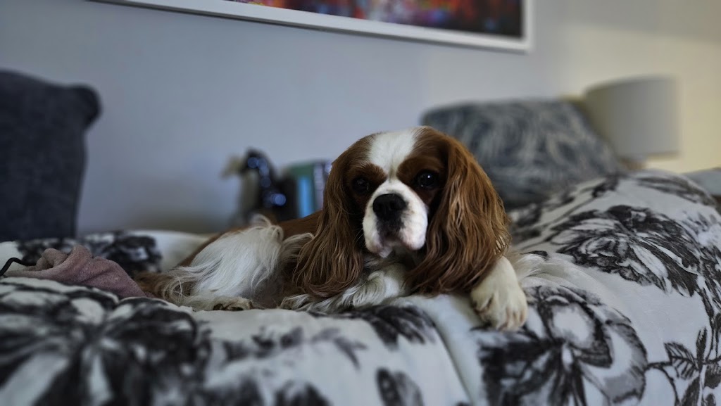Cocobo paws 4 life | The Driftway, Richmond NSW 2753, Australia | Phone: 0404 824 906