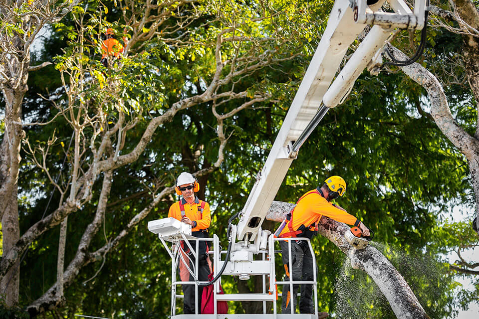 Independent Tree Services | 373 Boundary Rd, Narangba QLD 4504, Australia | Phone: (07) 3888 4202