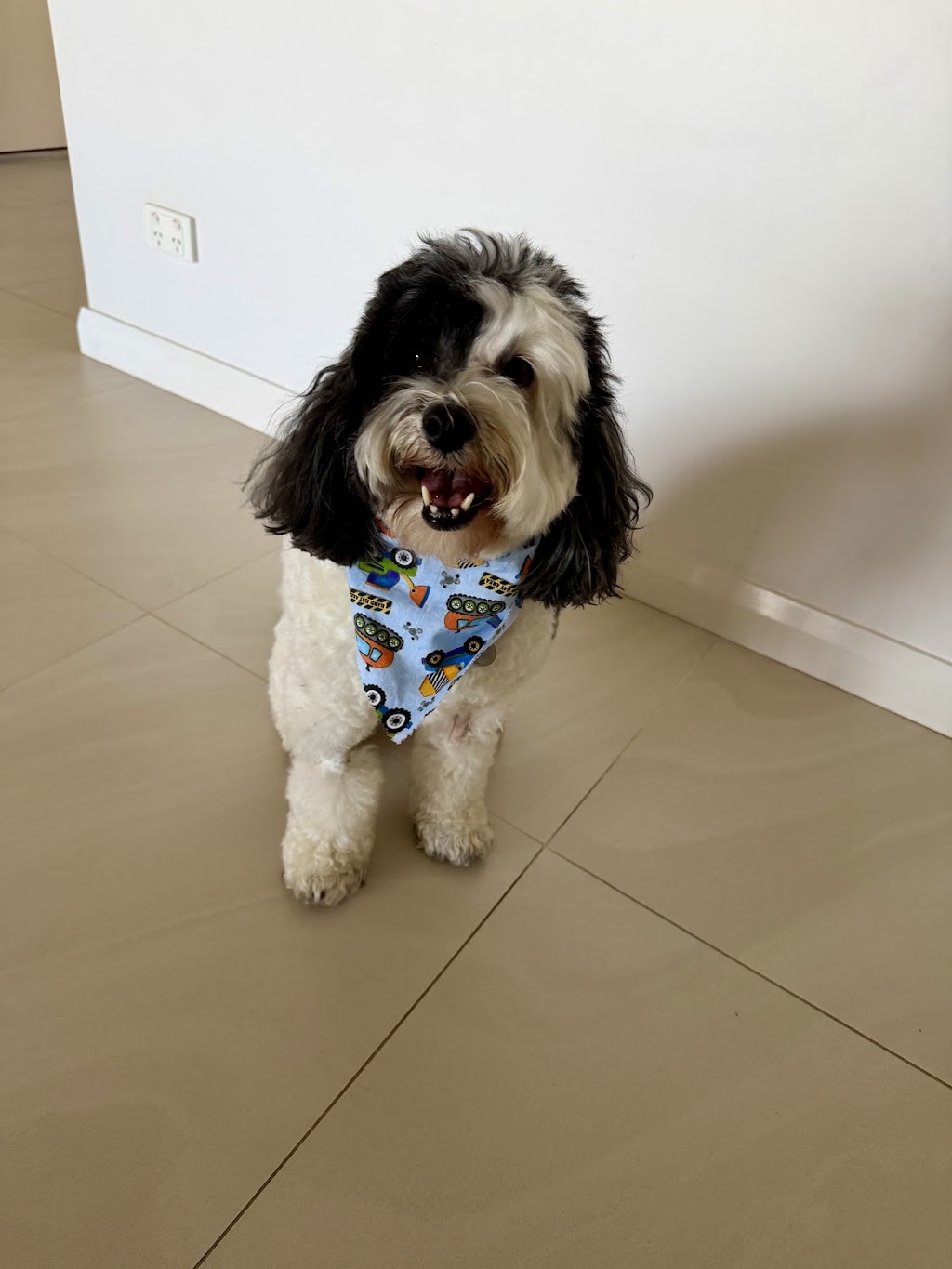 Rivergum Pet Parlour | 106 Queen St, Redbournberry NSW 2330, Australia | Phone: 0458 406 230