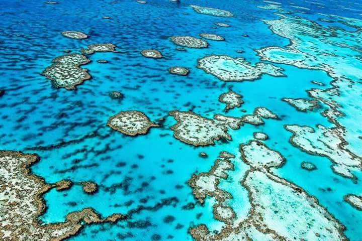The Great Barrier Reef | Auchenflower QLD 4066, Australia