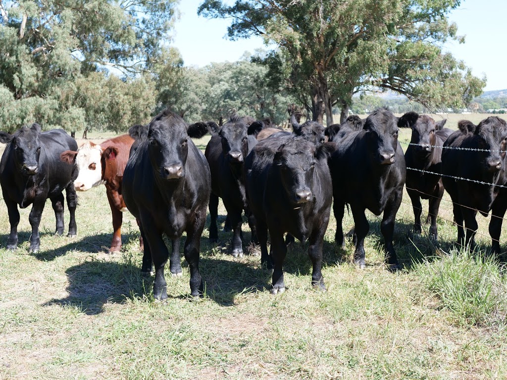 Kurrajong Hildasid Farm | Eurolie Downs, 24 Gregadoo Rd, Lake Albert NSW 2650, Australia | Phone: 1300 764 620