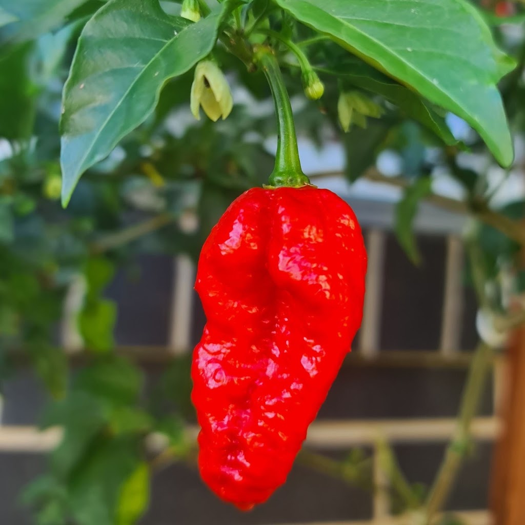 Edible Heat | 10 Solomon Dr, Lake Cathie NSW 2445, Australia | Phone: 0432 087 253