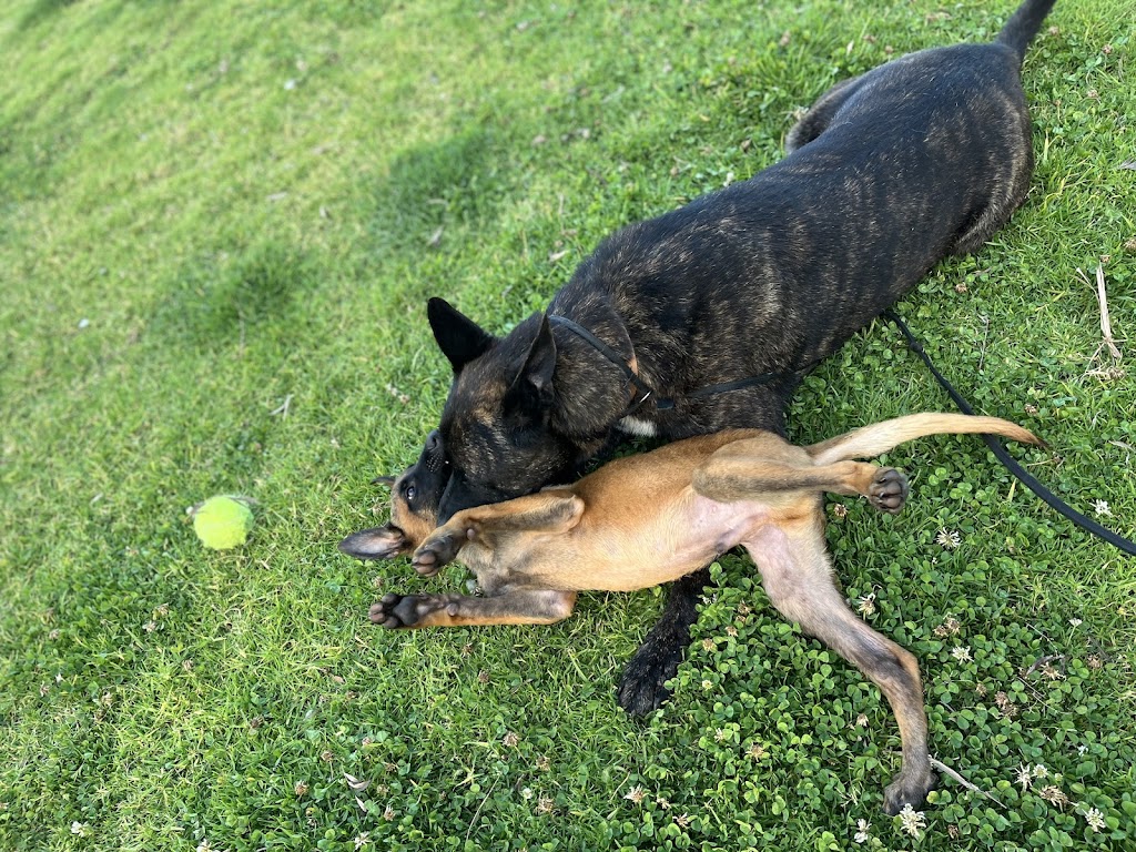 Hollandse Herder kennels | 15 Howell Rd, Londonderry NSW 2753, Australia | Phone: 0448 702 803