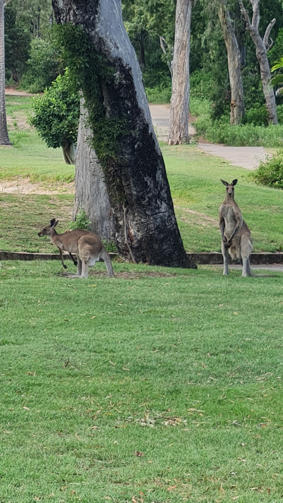 Capricorn International Resort Golf Course | Locked Bag 350, Yeppoon QLD 4703, Australia | Phone: (07) 4925 2621