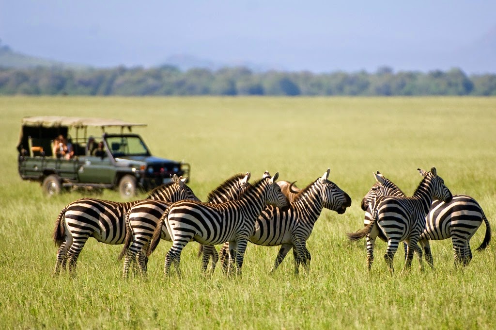 African Ubuntu Safaris | travel agency | 3/2 Crowther Ave, Greenwich NSW 2065, Australia | 0298776789 OR +61 2 9877 6789