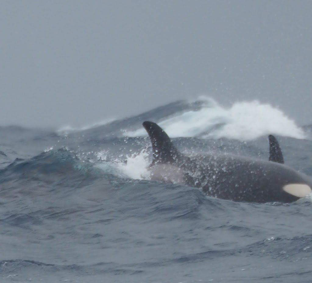 Bremer Bay Killer Whales | Swarbrick Rd, Bremer Bay WA 6338, Australia | Phone: 1300 388 893