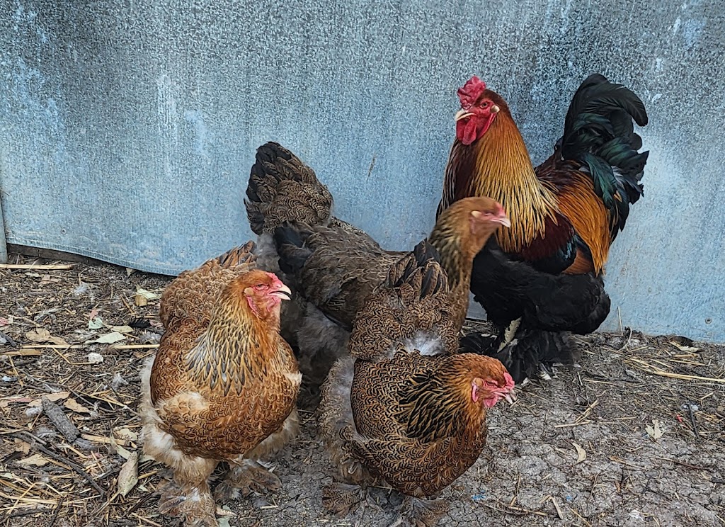 Debras Chicken Haven | Daisy Rd, Mount Tarampa QLD 4311, Australia | Phone: 0447 795 657