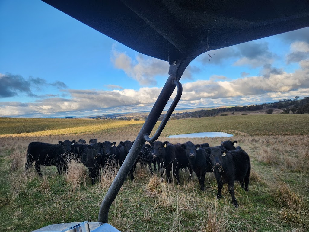 Rosemount Pastoral Newbridge | 137 Bundaleer Rd, Newbridge NSW 2795, Australia | Phone: 0429 900 882