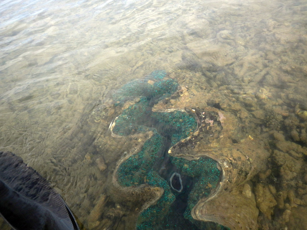 Bush and Boat Sea Kayak Tours | 2913 Mossman Daintree Rd, Lower Daintree QLD 4873, Australia | Phone: 0477 546 926