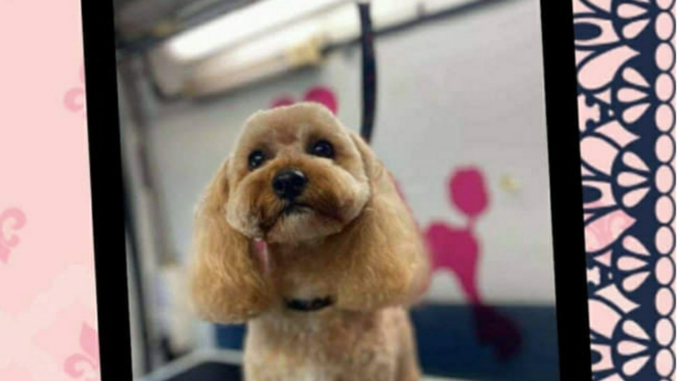 The fur salon mobile dog &cat grooming | 22 Kelly St, Austral NSW 2179, Australia | Phone: 0435 204 824