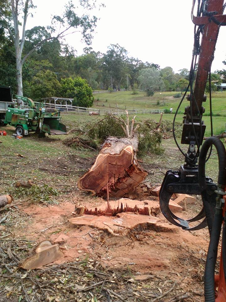 OLeary Tree Contracting | Honeyeater Dr, Greenbank QLD 4124, Australia | Phone: 0450 255 963