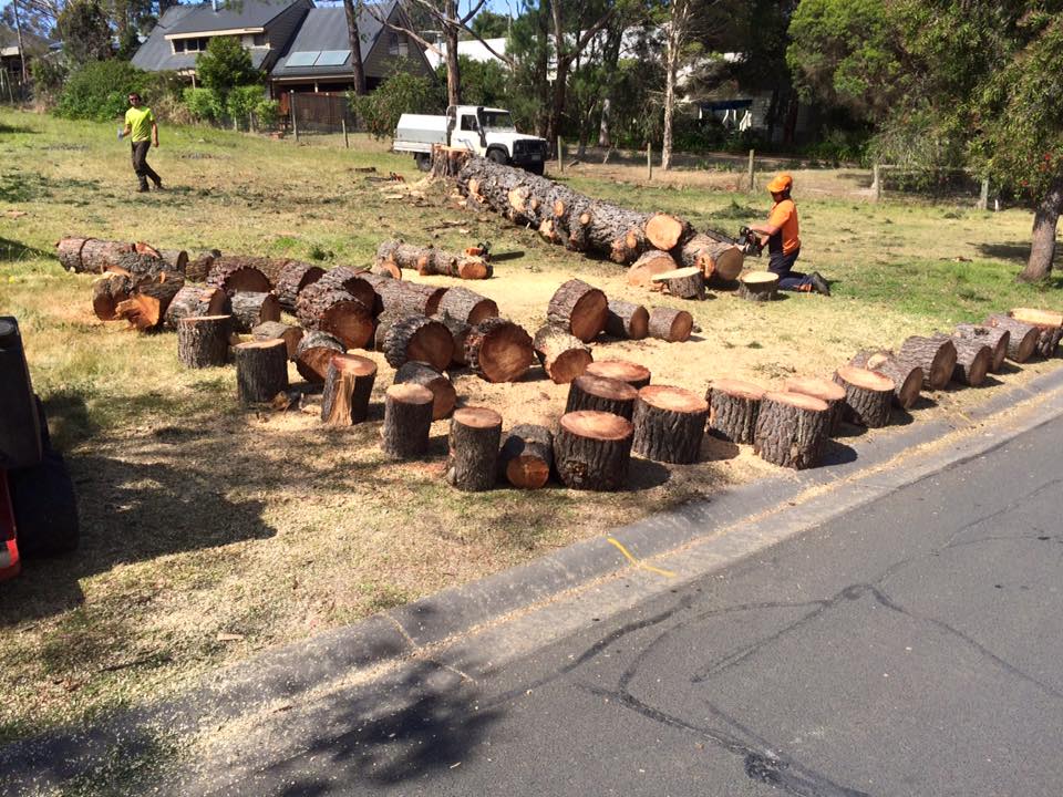 Tree Removal Service Tyabb Hastings Area | 31 The Crescent, Tyabb VIC 3913, Australia | Phone: (03) 5976 3114