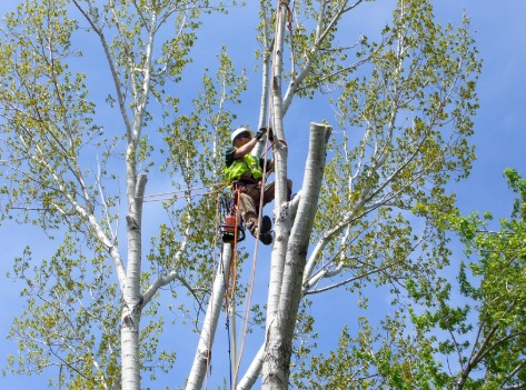 Sunshine Coast Tree Lopping Noosa | Unit 4/1 Margit Cres, Sunrise Beach QLD 4567, Australia | Phone: (07) 5646 3620