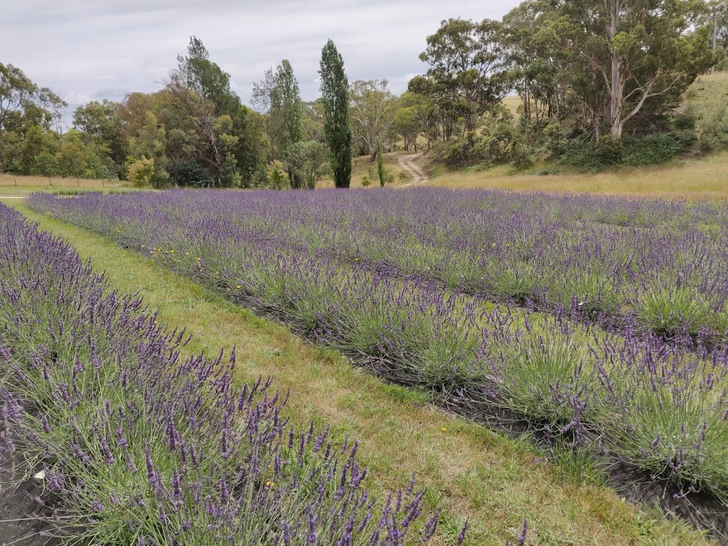 Blue Mountains Lavender Farm | 371 Coxs River Rd, Little Hartley NSW 2790, Australia | Phone: 0409 717 899