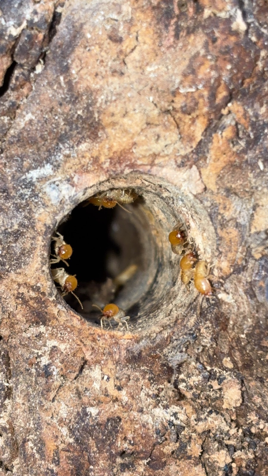 Borderline Pest Control | Victoria St, Deniliquin NSW 2710, Australia | Phone: 0448 104 521