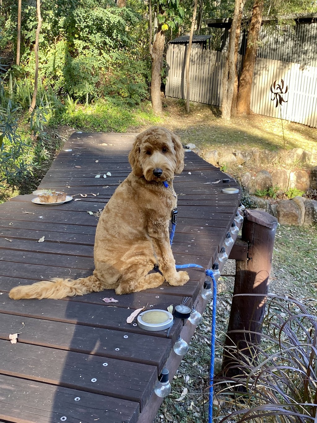 Misty Mountain Australian Labradoodles | 58-60 Siganto St, Tamborine Mountain QLD 4272, Australia | Phone: 0409 813 053