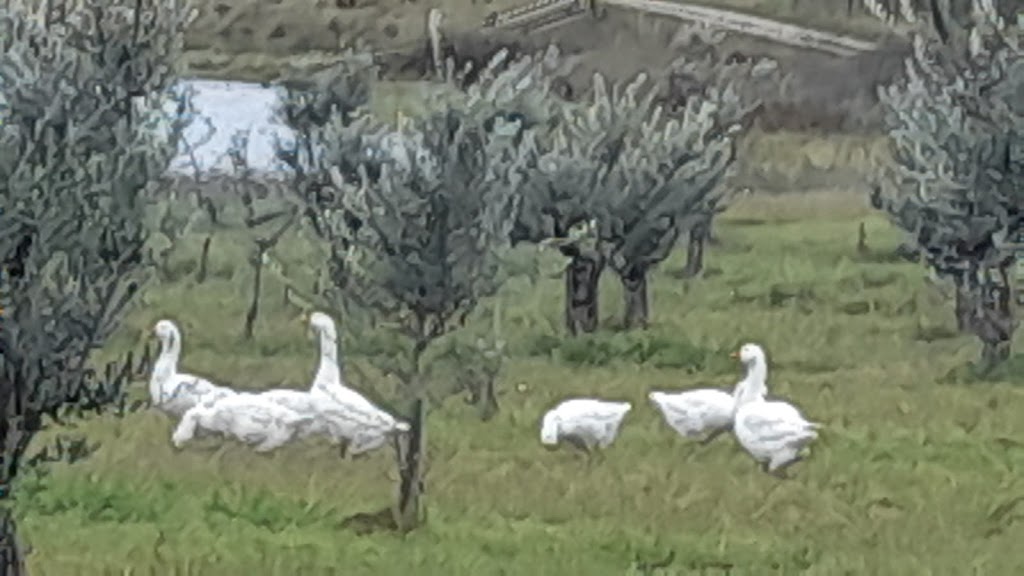 Lone Soldier Shuttle Service | Ellen Ave, Singleton NSW 2330, Australia | Phone: 0467 008 840