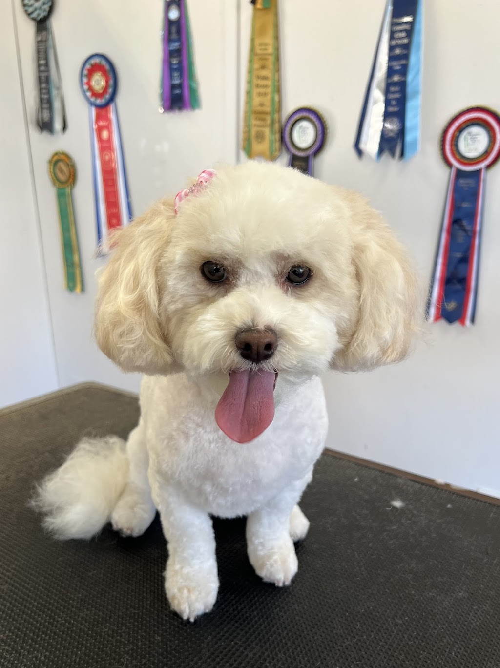 The Luxe Dog Grooming Salon | Remembrance Dr, Bargo NSW 2574, Australia | Phone: 0494 312 070