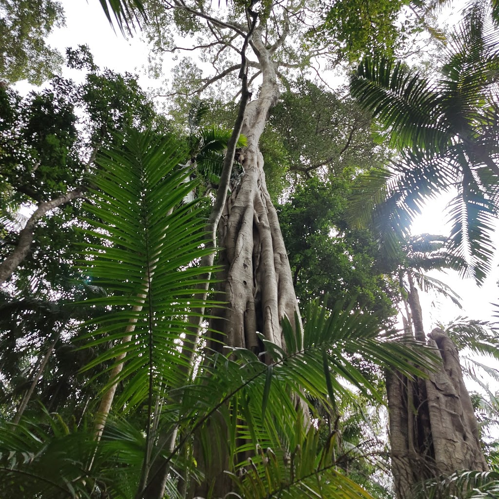 Giant Strangler Fig | park | Tamborine Mountain QLD 4272, Australia