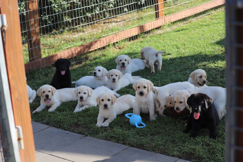 Dowlfalls Labradors | 102 Dowlings Falls Rd, Toorooka NSW 2440, Australia | Phone: 0428 671 252