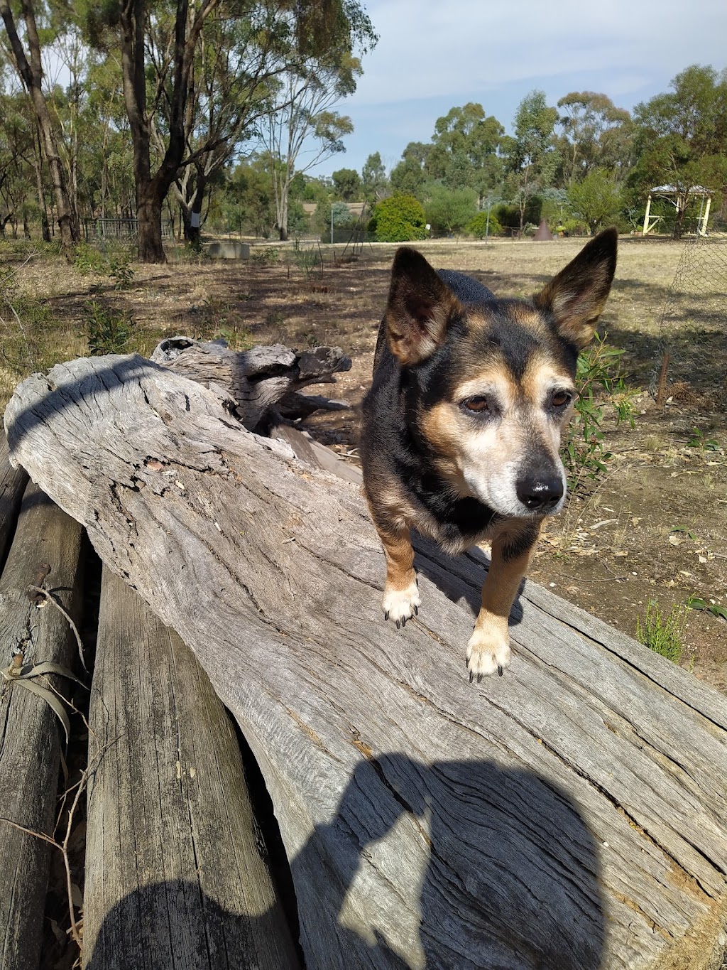 St Arnaud Veterinary Surgery | 14 Inglewood Rd, St Arnaud VIC 3478, Australia | Phone: (03) 5495 1244