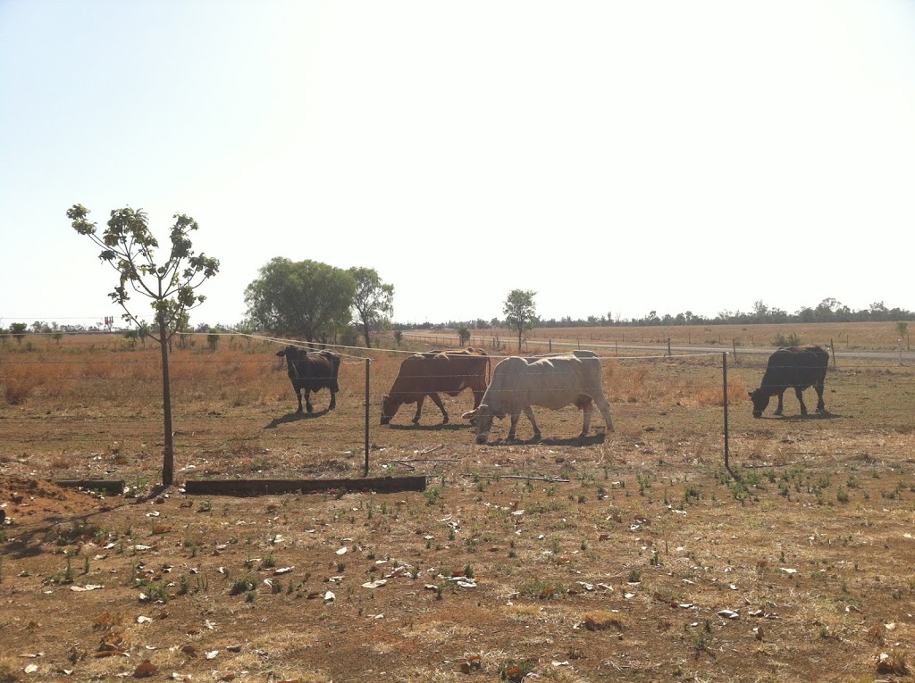 Evergreen Farms | 5449 Gregory Hwy, Emerald QLD 4720, Australia | Phone: 0487 367 175