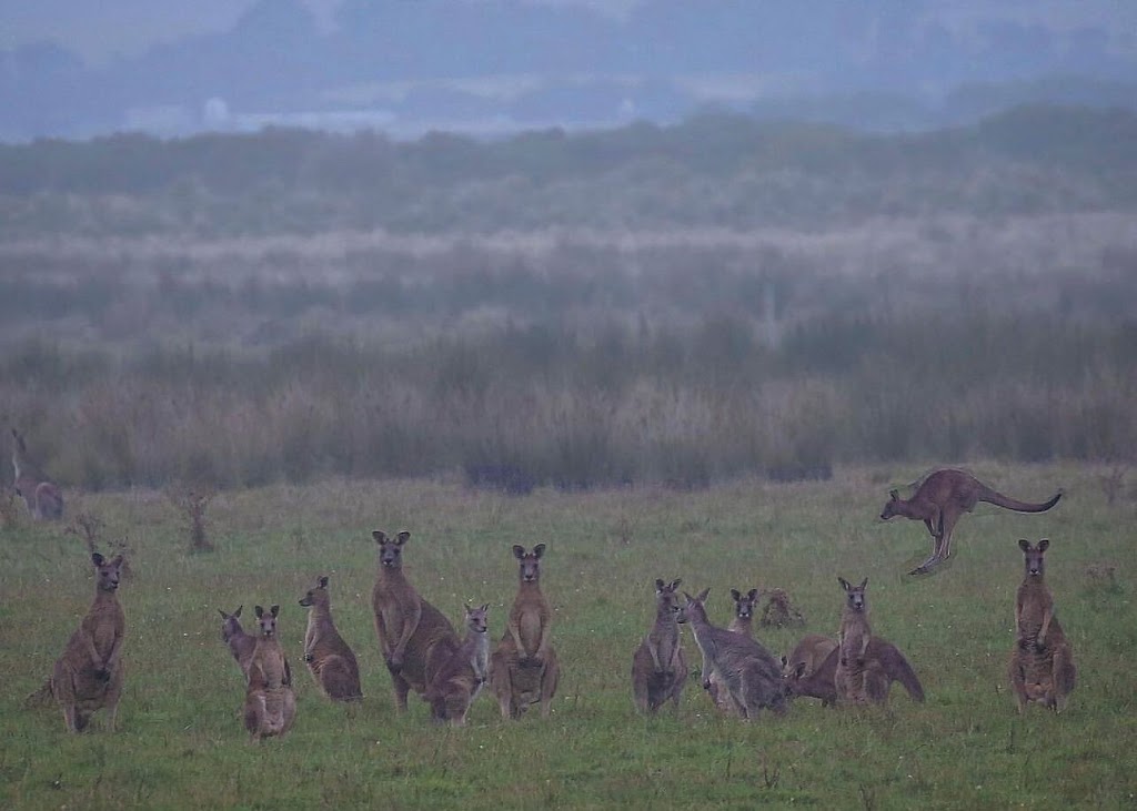 La Sirena, Venus Bay | 6 Atherton Dr, Venus Bay VIC 3956, Australia | Phone: 0410 482 372