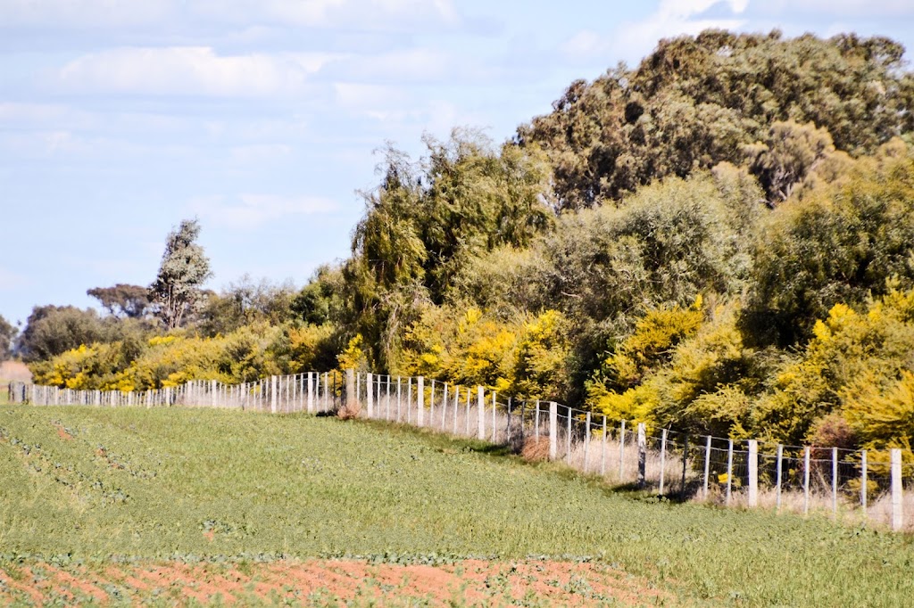 Riverina Revegetation | Rosewood Rd, Coleambally NSW 2707, Australia | Phone: 0428 544 215