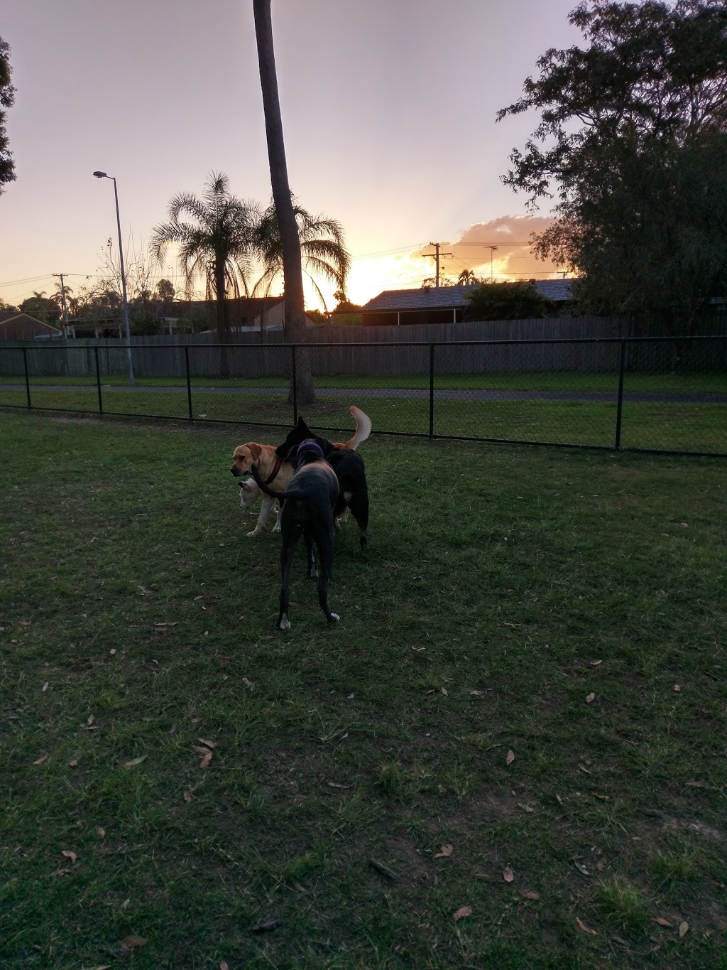 Bennett Drive Dog Off Leash Area | park | 31 Bennett Dr, Regents Park QLD 4118, Australia