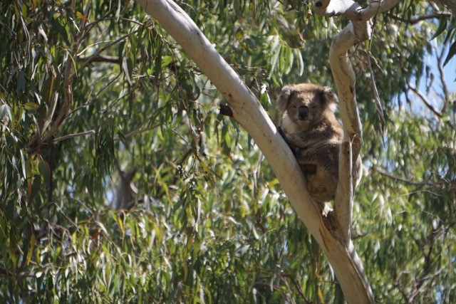 Lakes Mini Bus Charter & Tours | Lyrebird Ct, Lakes Entrance VIC 3909, Australia | Phone: 0499 109 309