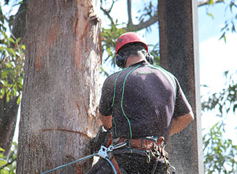 Hayden Tree Service | 11 Grn Hl Rd, Cooranbong NSW 2265, Australia | Phone: 0405 100 275