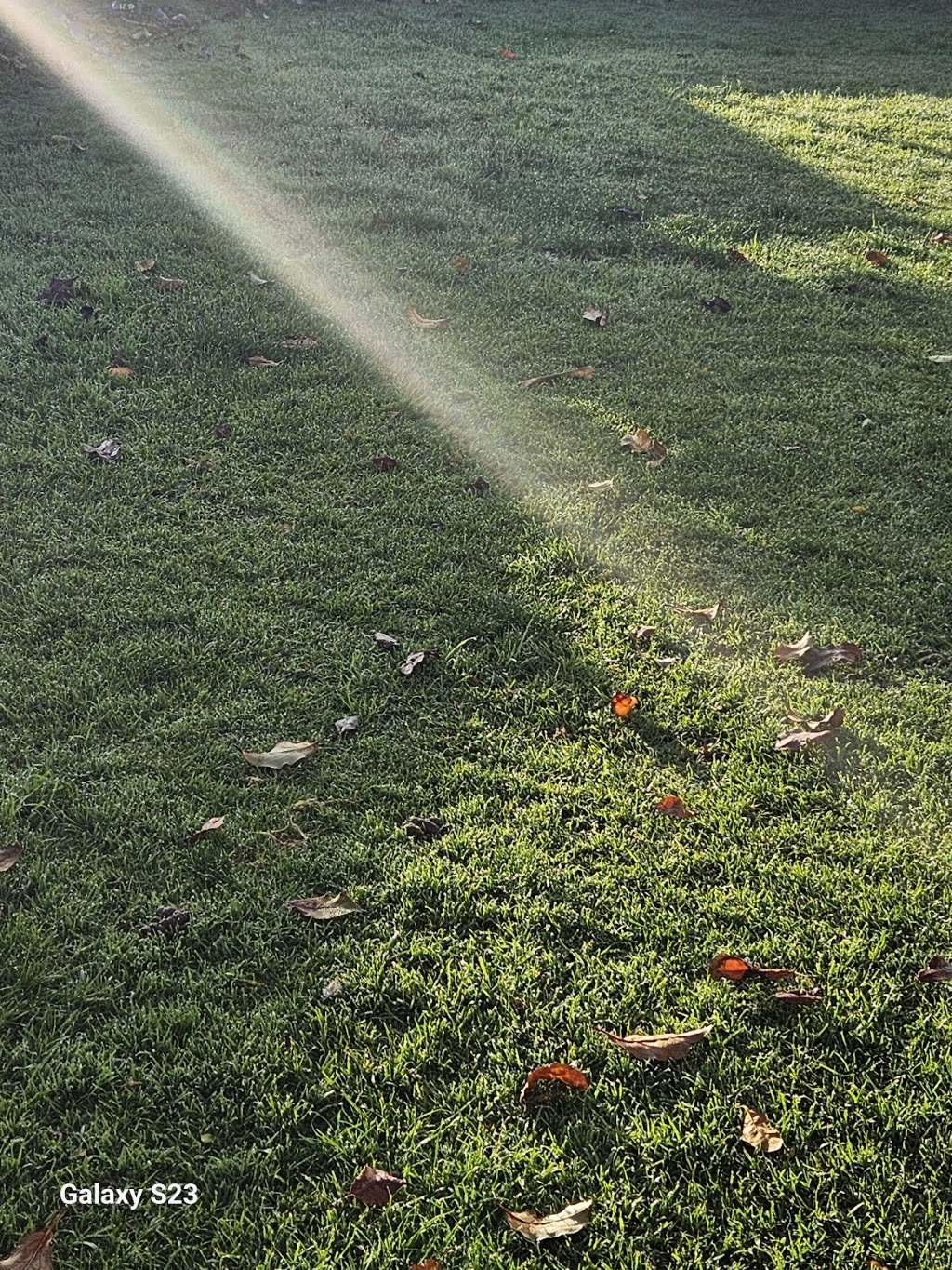 Steven Trevaskis Gardening Service | 31 Wendouree Dr, Kialla VIC 3631, Australia | Phone: 0417 508 145