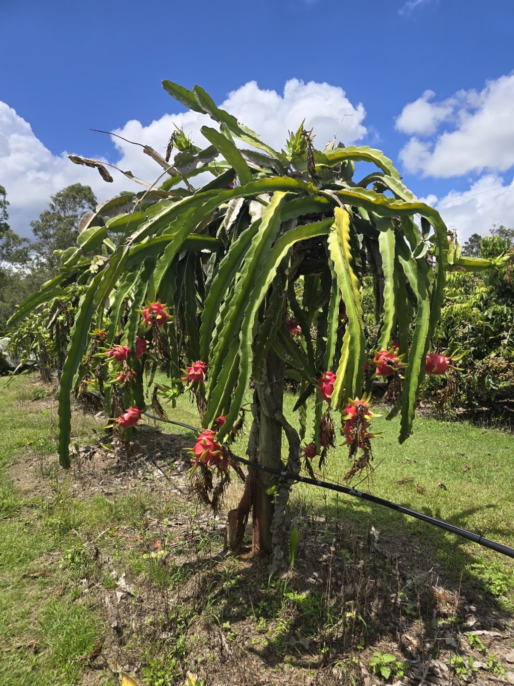 The Longan Farm | 359 Raynbird Rd, Narangba QLD 4504, Australia | Phone: 0482 978 053