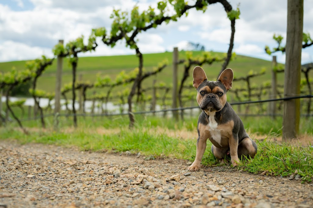 Mandala Wines | 108 Little Yarra Rd, Yarra Junction VIC 3797, Australia | Phone: 0409 809 058