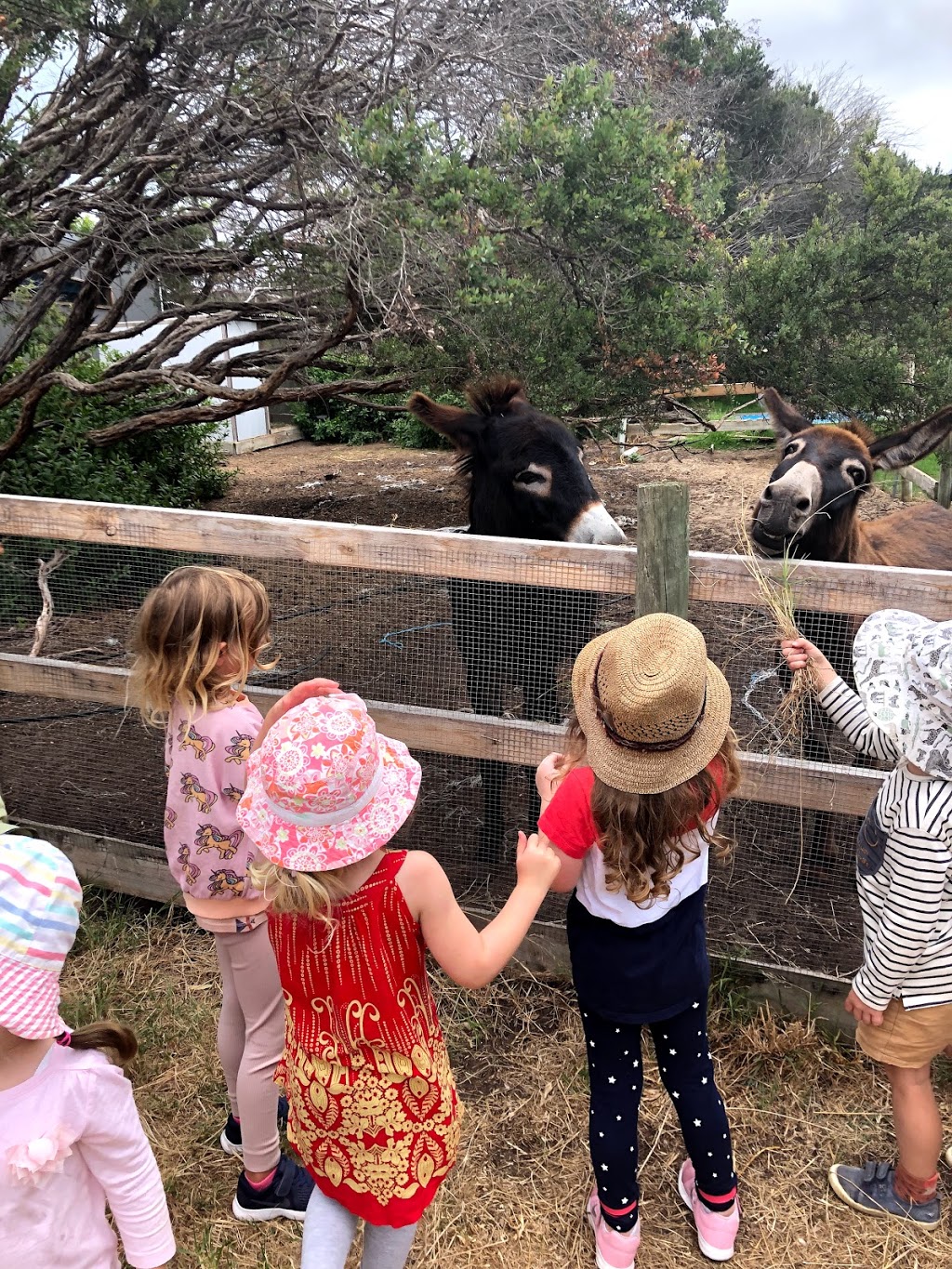 St. Andrews beach kinder and primary |  | 99 Bass Meadows Blvd, St Andrews Beach VIC 3941, Australia | 0405159295 OR +61 405 159 295