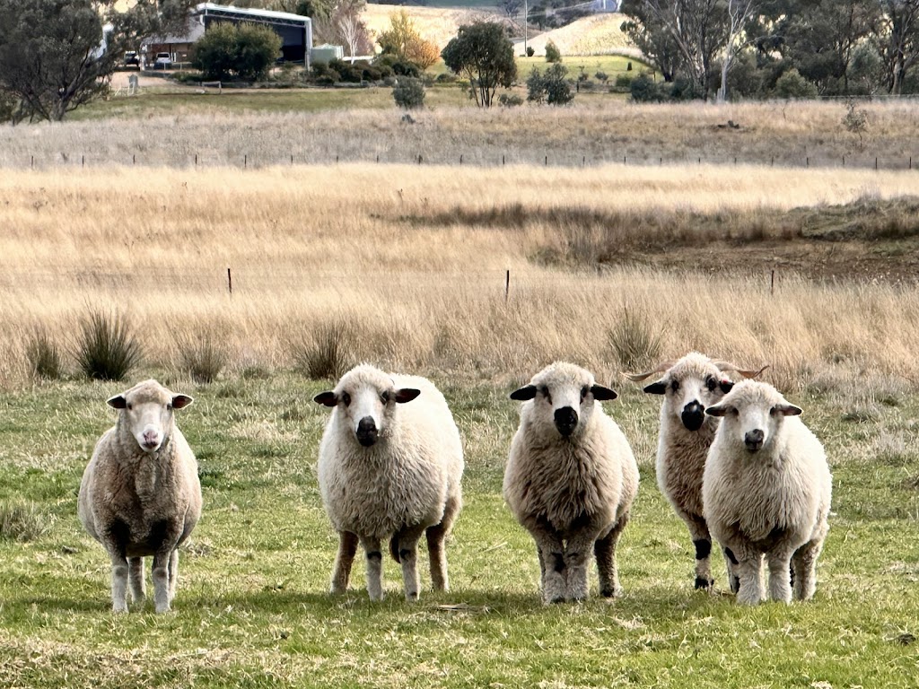 Garru Farm | 768 Amaroo Rd, Borenore NSW 2800, Australia | Phone: 0414 647 268