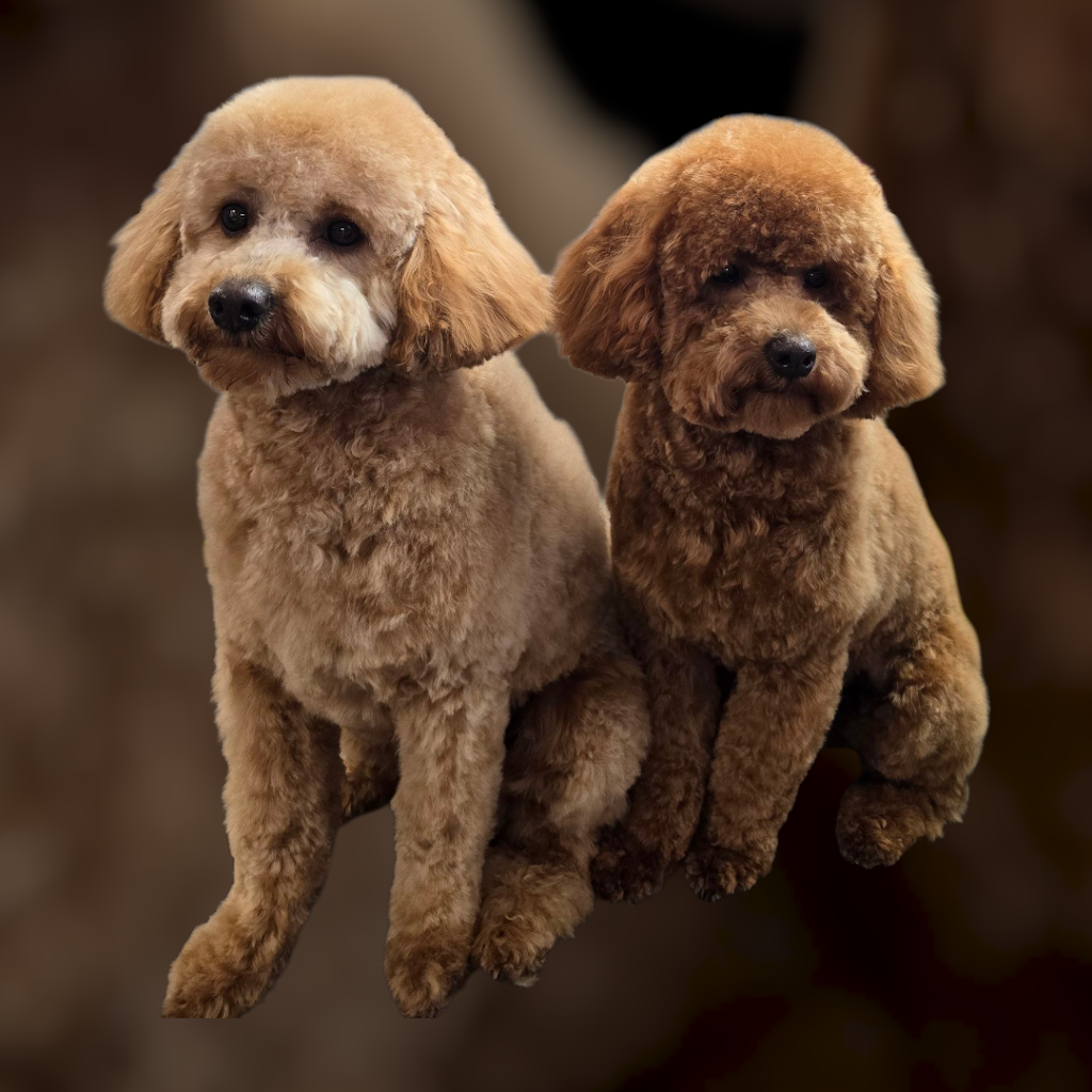 Dog Grooming by Inese | Maldon-Newstead Rd, Welshmans Reef VIC 3462, Australia | Phone: 0423 009 822