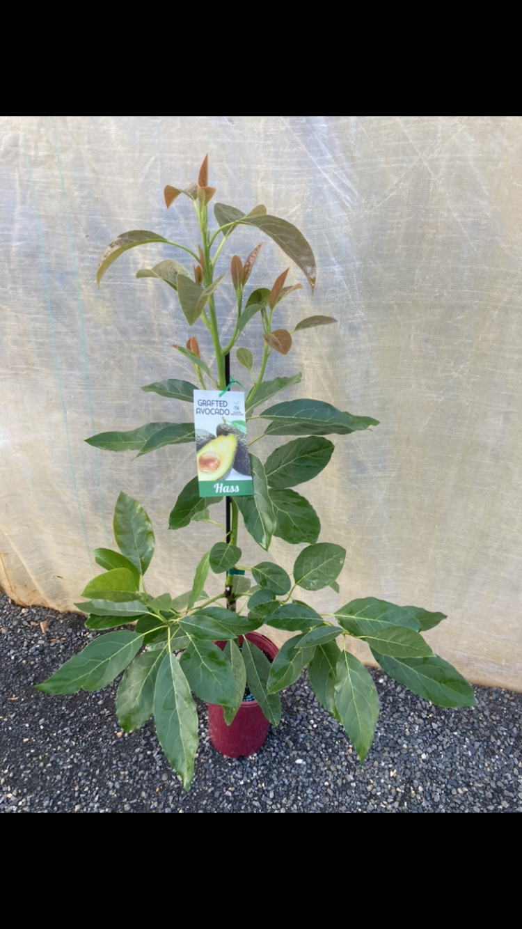 Tulloch Horticulture | 20 Hyrama Cres, Brunswick Heads NSW 2483, Australia | Phone: 0450 225 790