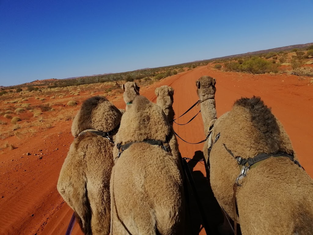 Peter Hodge Camel Hire and Training |  | 290 Kellows Rd, Cosgrove VIC 3631, Australia | 0428535321 OR +61 428 535 321