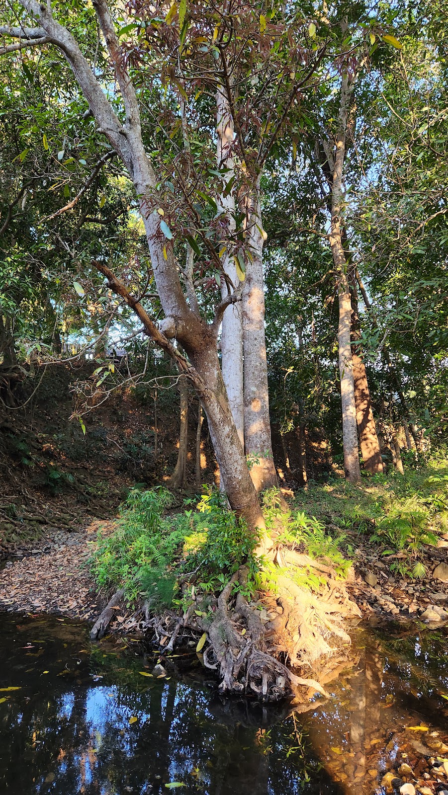 Cattle Camp, Sarina Qld | 182 W Plane Creek Rd, Sarina QLD 4737, Australia | Phone: 0488 546 370