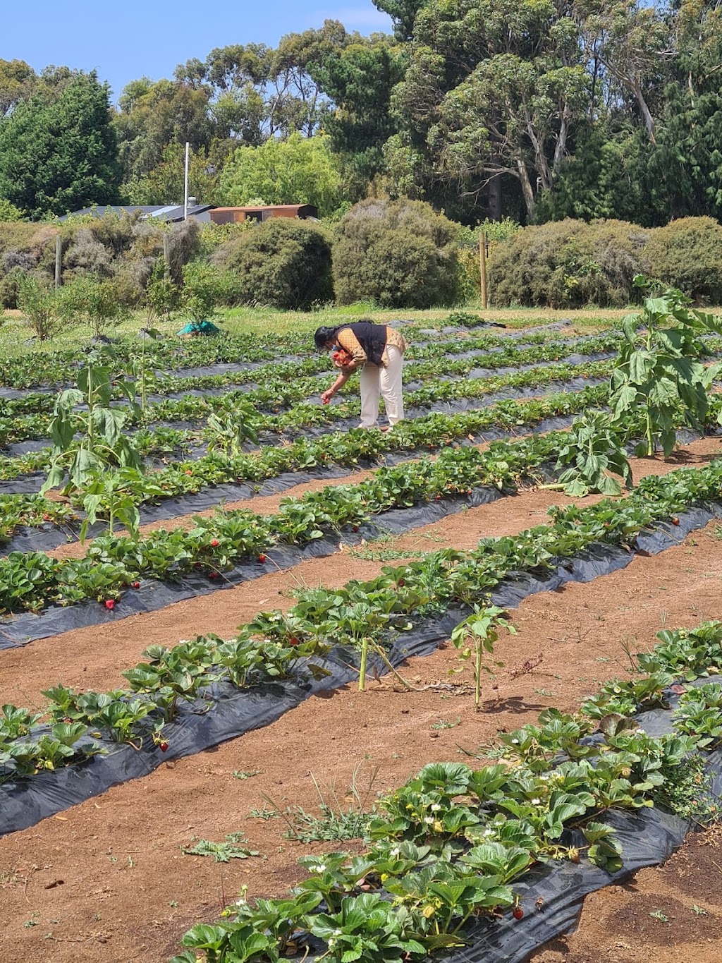 Longford Berries | The Hawthorns, 119 Bulwer St, Longford TAS 7301, Australia | Phone: 0409 911 972