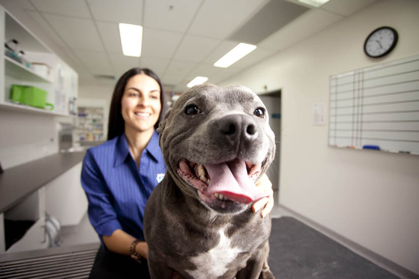 Petstock Vet Corio | 290 Princes Hwy, Corio VIC 3214, Australia | Phone: (03) 5274 2800