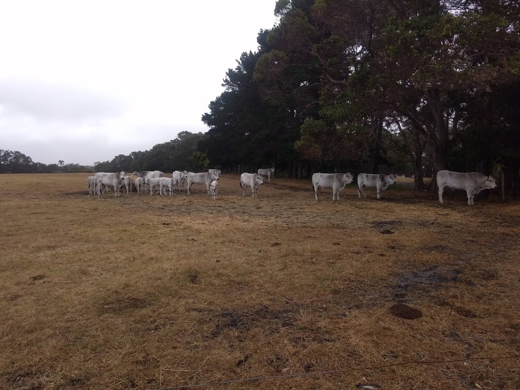 Fairbury Farm Chianina Stud |  | 1210 Brockman Hwy, Karridale WA 6288, Australia | 0897582565 OR +61 8 9758 2565